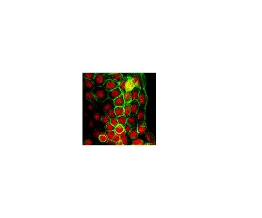 62-8388-04　Anti-JMJD3 (N末端);100μg　07-1533