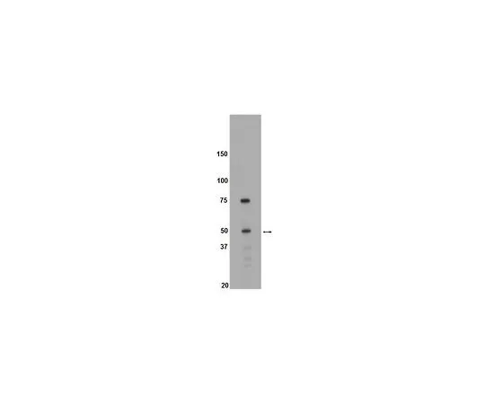 62-8389-38　反白;50μg　09-143