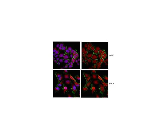 62-8469-37　抗KEAP1;100μg　ABS97