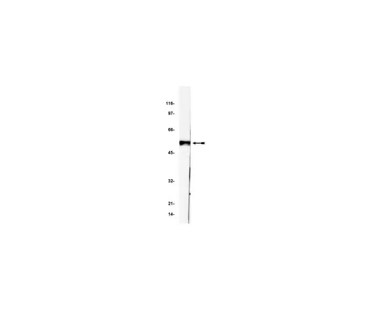 62-8370-64　抗p53,克隆BP53-12;200μL　05-224