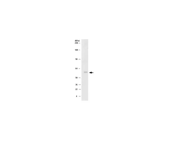 62-8368-51　抗Src, CT,克隆NL19;100μL　04-772