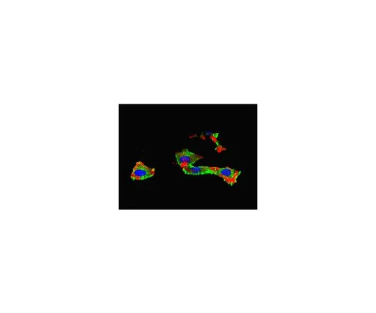 62-8381-37　抗IGF-IRα亚基抗体　06-429-I