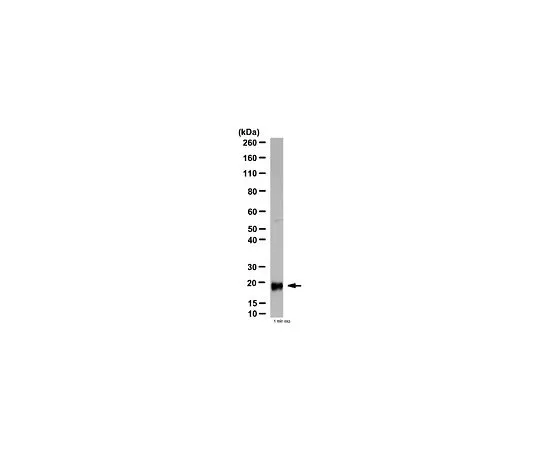 62-8464-40　抗白介素-10;100μL　ABF13