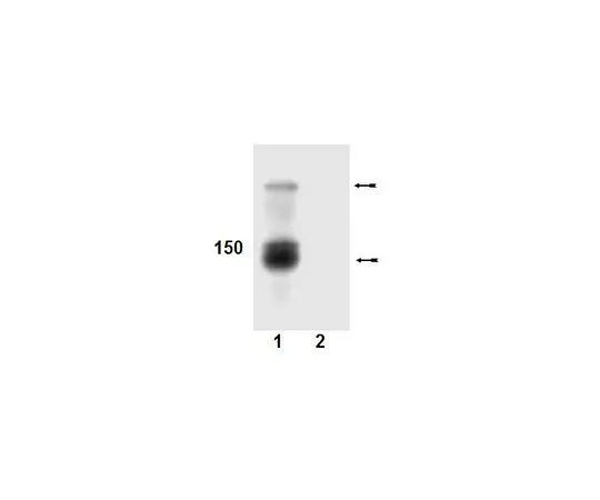 62-8386-60　抗磷-Abl (Tyr412);100μL　07-788