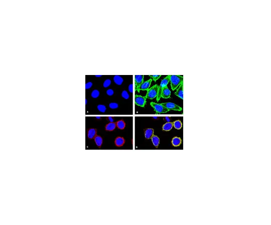 62-8374-07　抗磷-p38α (Thr180/Tyr182) ，克隆8.78.8;100μL　05-1059