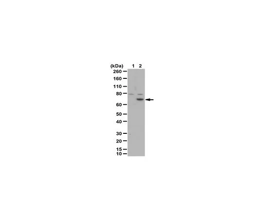 62-8458-64　抗Menin/MEN1抗体　ABC514
