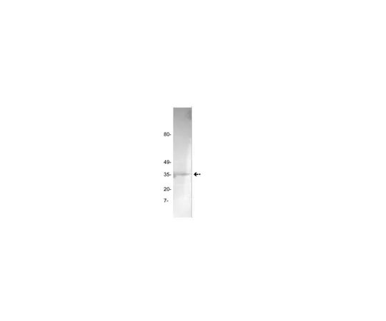 62-8373-52　抗凝血酶，克隆GMA-020;100μg　05-880