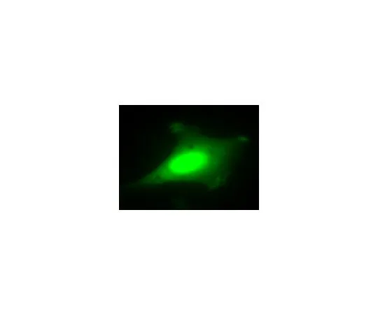 62-8394-86　慢Brite (TM) GFP控制慢病毒生物传感器　17-10387