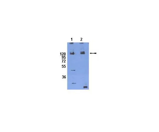 62-8452-53　抗磷整合素β1 (Thr788/789);100μg　AB8123