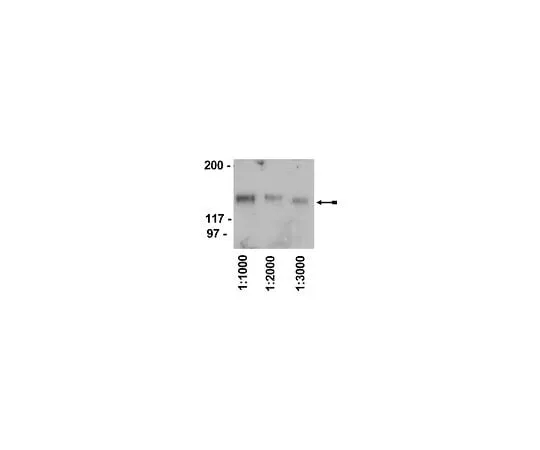 62-8390-44　兔抗鸡IgY, HRP共轭;500μg　12-341
