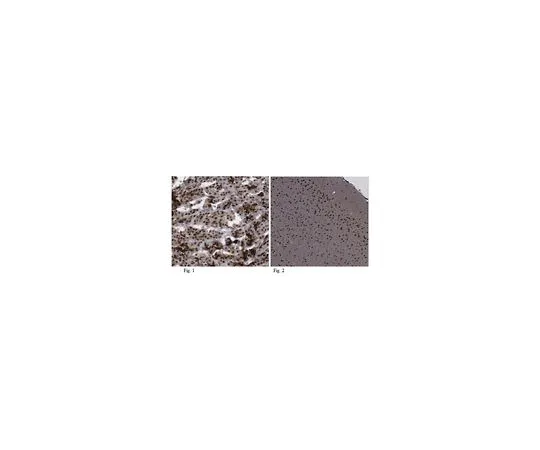 62-8465-97　抗MNX1 (HB9)　ABN174