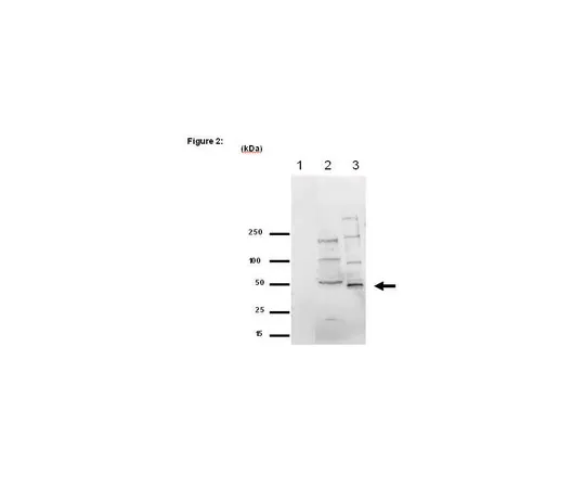 62-8367-57　RIPAb+ (TM) EED;10次检测　03-196