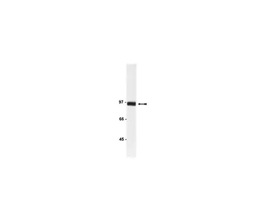 62-8382-01　抗β-连环蛋白;200μg　06-734
