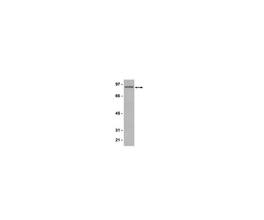 62-8386-04　反PRM 7;200μL　07-639