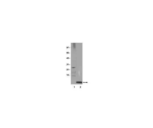 62-8384-72　抗泛素;200μg　07-375