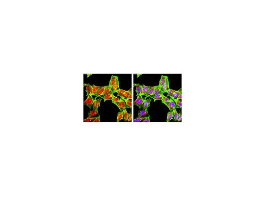 62-8387-40　抗PHLPP1;100μg　07-1341