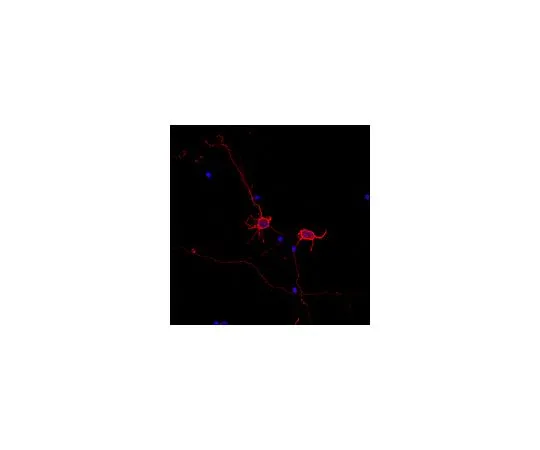 62-8468-91　Neurochrom (TM) 泛神经元标记-兔;100μL　ABN2300