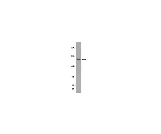 62-8372-51　抗CRMP1,克隆Y21;100μL　05-706