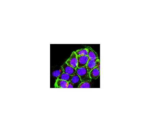 62-8374-01　抗Sin1,克隆1C7.2;100μg　05-1044