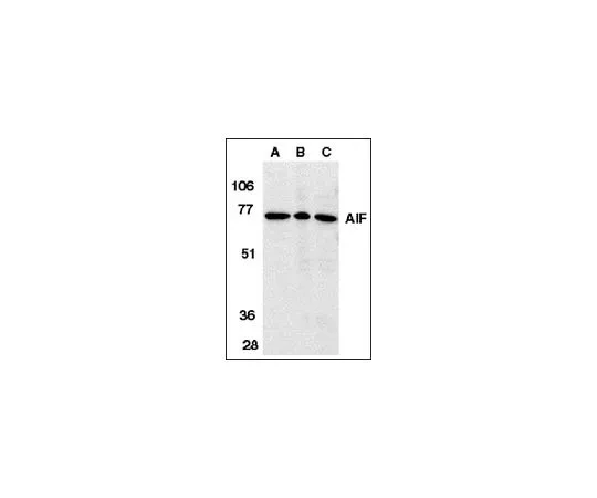 62-8455-94　反AIF内部域;100μg　AB16501