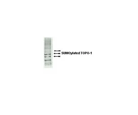 62-8389-68　抗SUMO-1;100μL　09-409