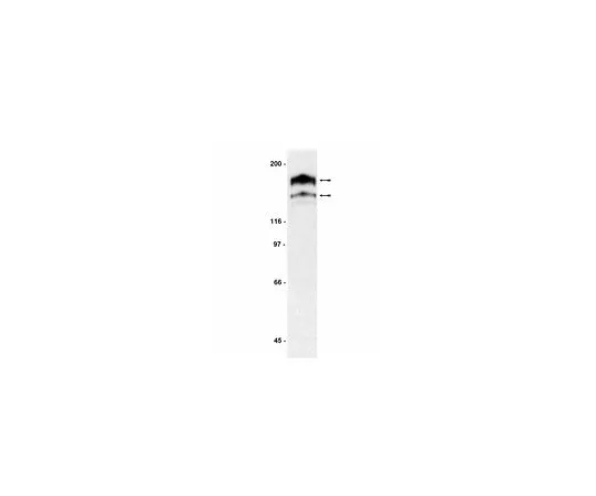 62-8384-30　抗PDGFR;200μL　07-276