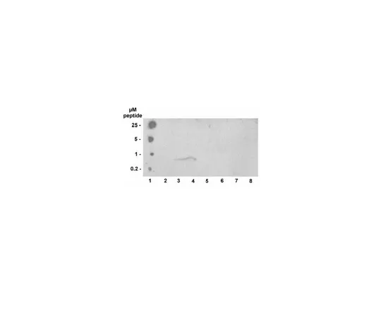 62-8368-47　抗磷酸组蛋白H3 (Thr3) ，克隆JY325;100μg　04-746