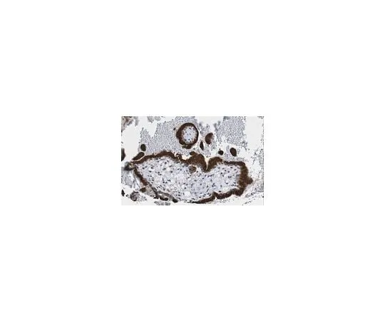 62-8384-09　抗NAG-1/GDF15　07-217-I