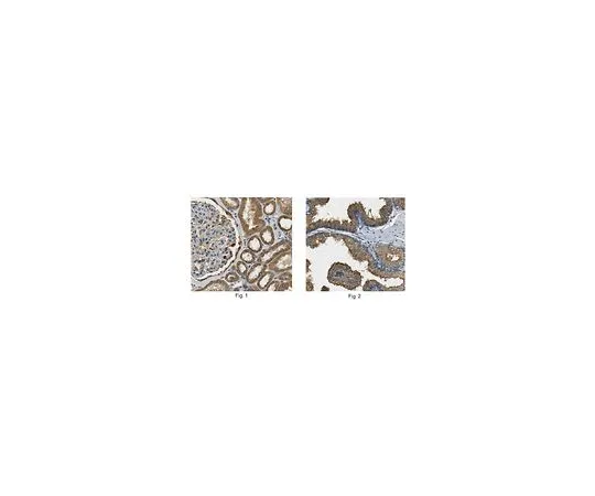 62-8466-43　抗膜联蛋白A3抗体猫。不，ABN294　ABN294