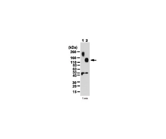 62-8446-45　抗MDGA1;100μg　AB2226