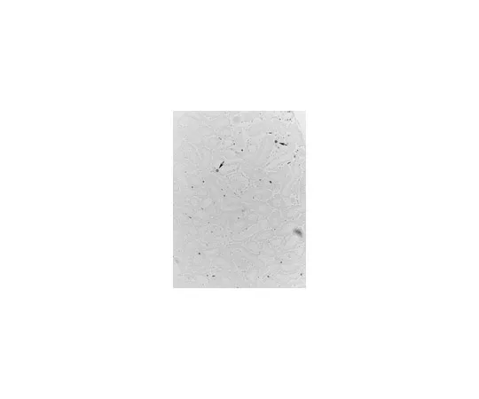 62-8370-80　抗PCNA,克隆PC10;100μg　05-347