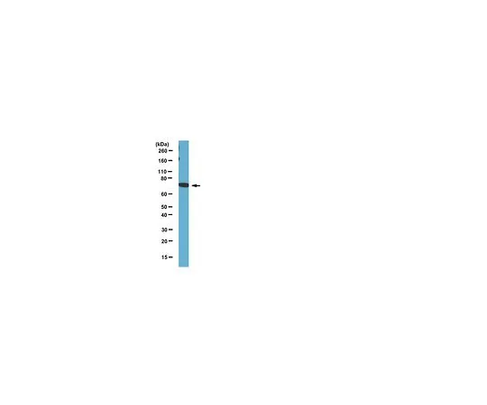 62-8390-09　抗DDX3X;100μL　09-860