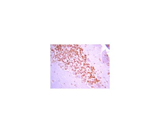 62-8446-48　抗加拉宁;100μL　AB2233