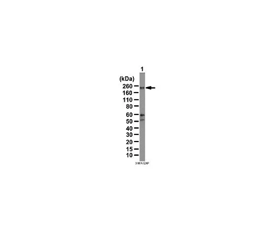 62-8388-89　反WNK3;100μL　7-62