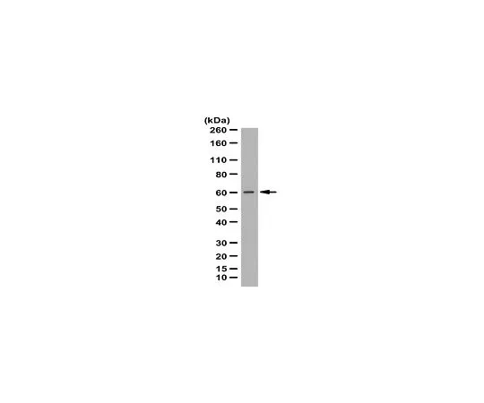 62-8388-76　抗艾伯互作1;100μL　7-78
