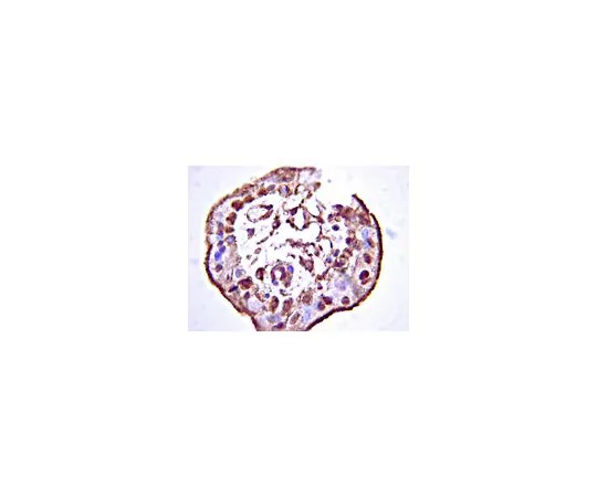 62-8452-32　抗稳定蛋白-1, C末端;100μL　AB6021