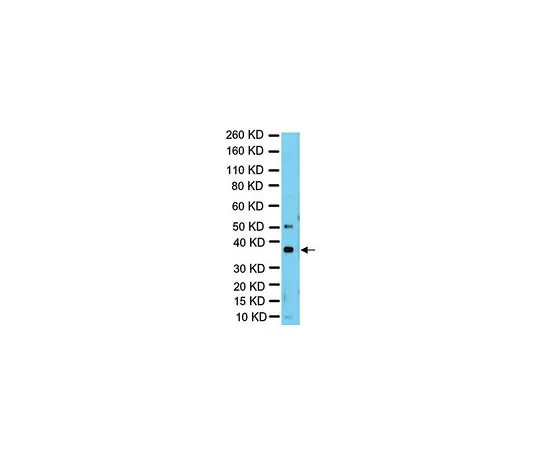 62-8388-32　反RAD51;100μg　07-1782
