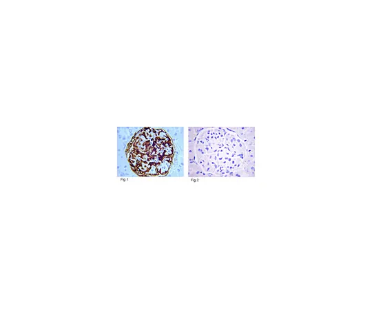 62-8374-25　抗胰岛素，克隆MAB1;1毫克　05-1108