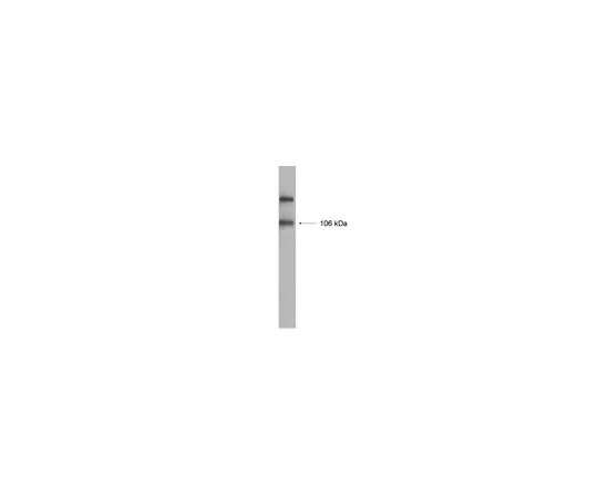 62-8373-42　抗GluR1,重组;100μL　05-855R