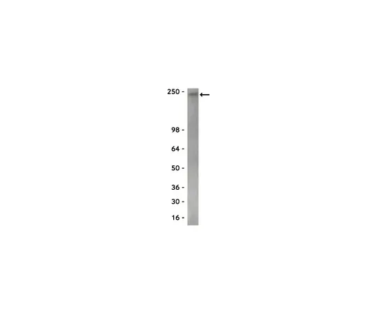62-8372-03　抗RNA聚合酶II,克隆CTD4H8;200μg　05-623