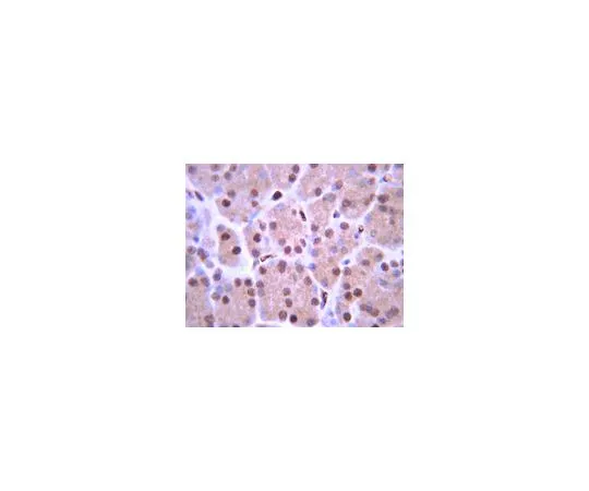 62-8448-86　抗ISL-1;100μg　AB4326