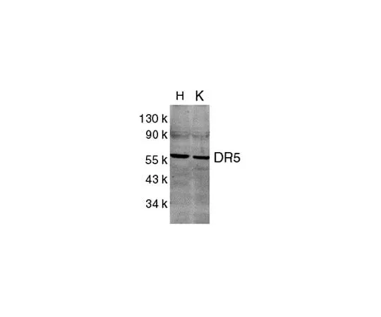 62-8456-08　抗DR5, C末端;100μg　AB16942