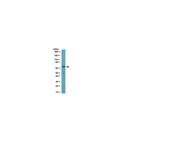 62-8387-49　抗CDT1;100μL　07-1383