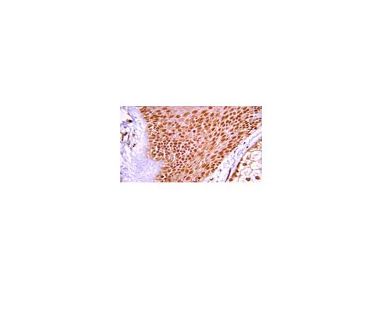62-8374-92　抗ARF1,克隆3F1, C末端;100μg　05-1427