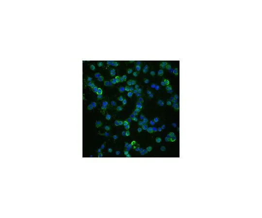 62-8449-68　抗NG2, Alexa Fluor (R) 488共轭;100μL　AB5320A4