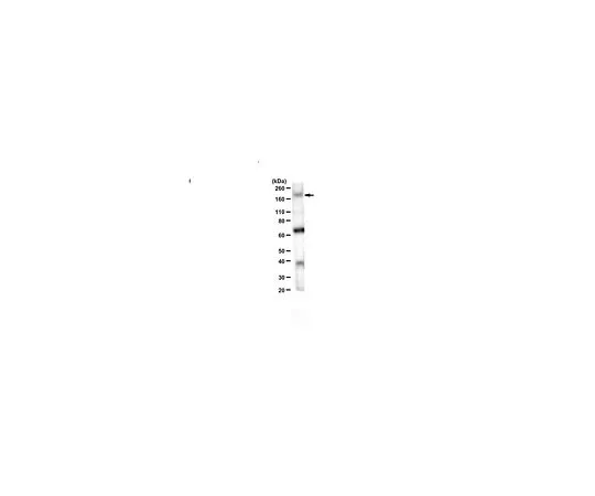62-8463-97　反CDK13　ABE1860