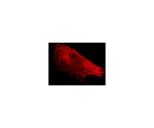 62-8394-60　慢Brite (TM) EB3-RFP慢病毒生物传感器　17-10222