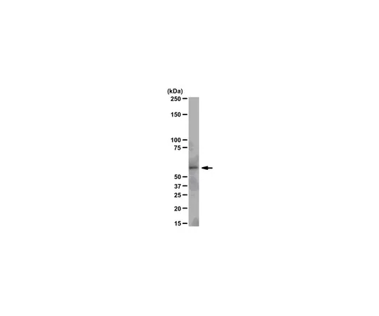 62-8368-87　抗Src,克隆N6L;100μl　04-889
