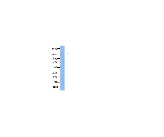62-8445-98　抗整合素α3;100μL　AB1920