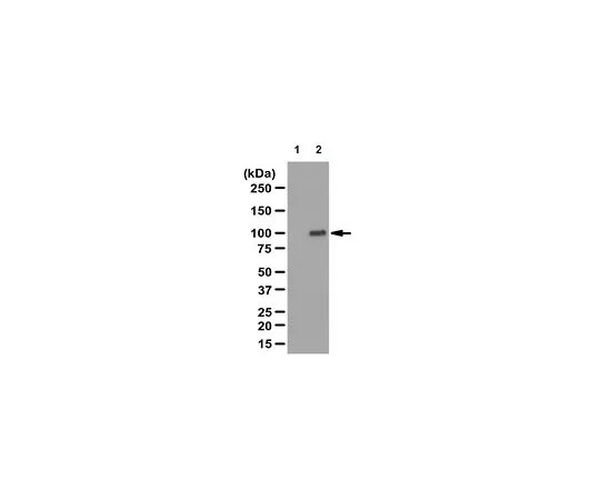 62-8382-69　反RIG-I, C末端;100μg　06-1041